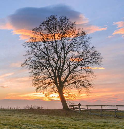 5050_2_Sided_Desktop_480w_x_500h_SIGNIFICANT_TREES.jpg