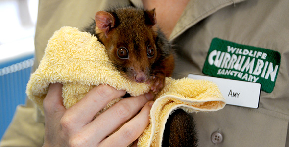 Currumbin_Wildlife_Hospital_Index_Image.jpg